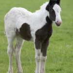 The foal