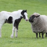 Foal and sheep