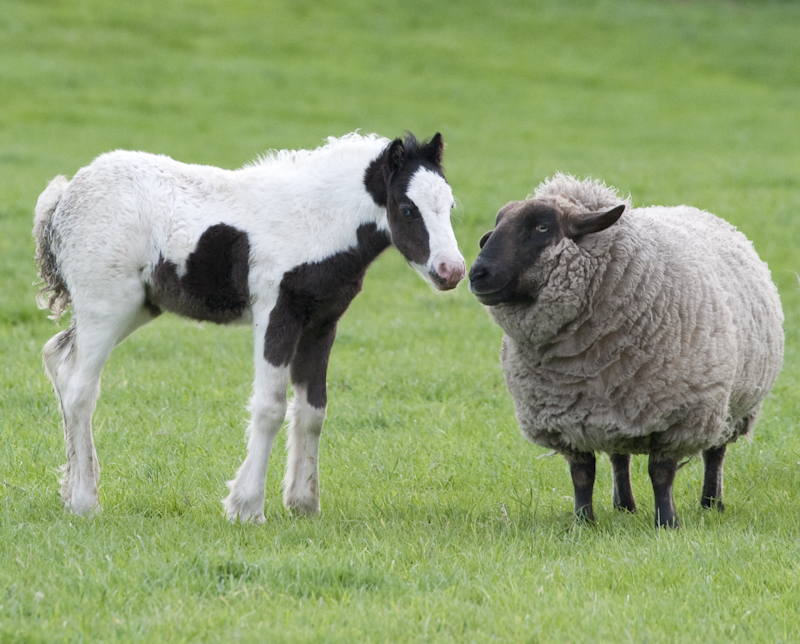 Foal and sheep