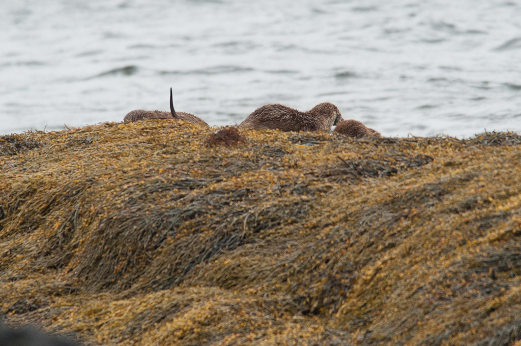 Otters, Isle of Mull